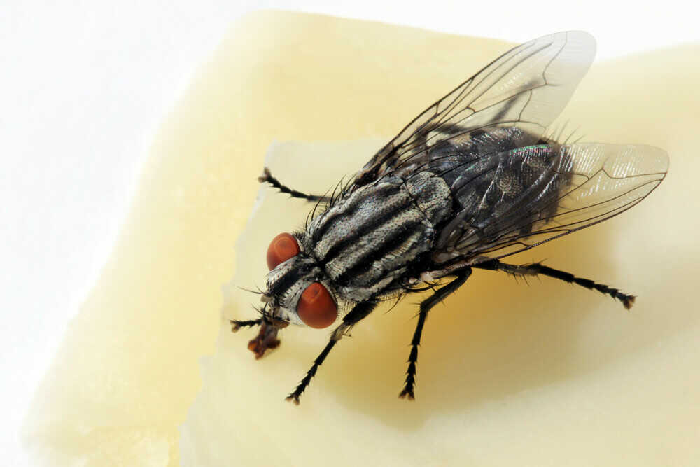 5 DIY Fly Traps to Catch Pesky Flies Indoors