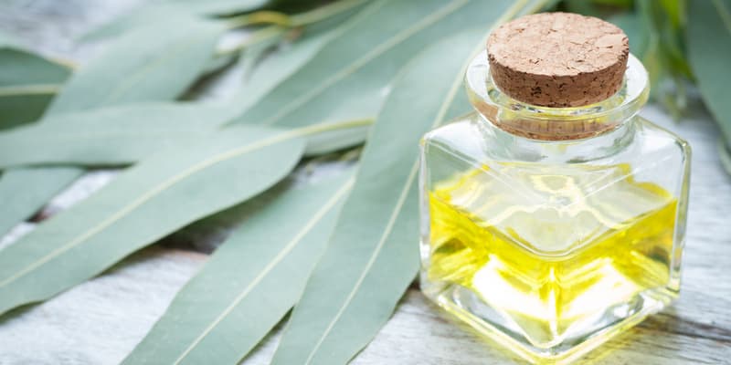 essential oil with eucalyptus on the background