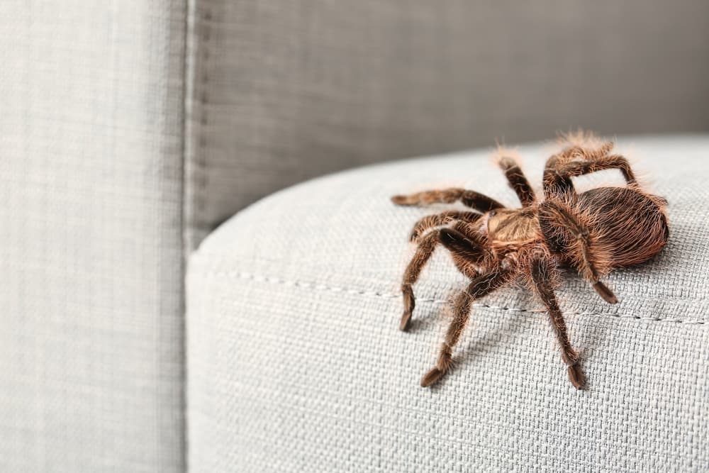 tarantula spider on couch in room