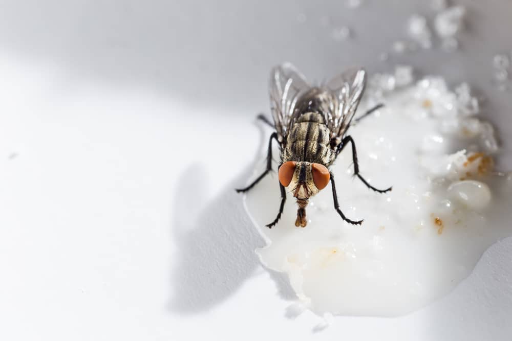 7 Friendly Ways To Get Rid Of Houseflies