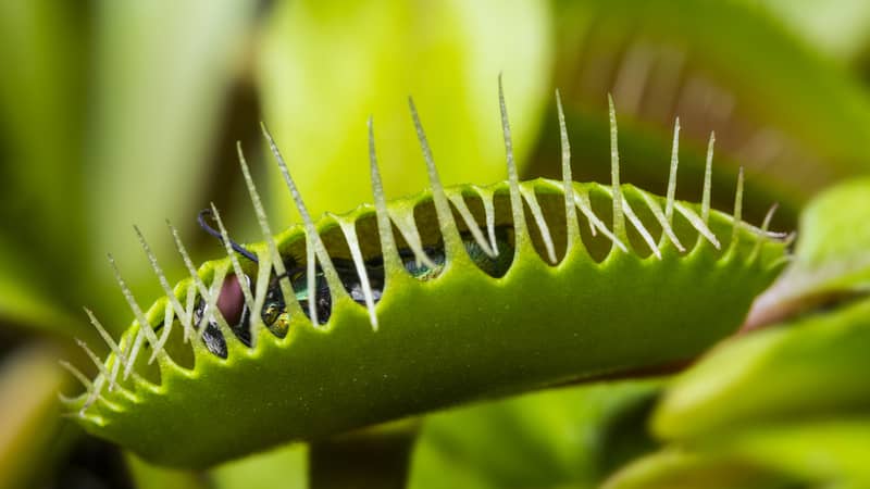 Venus fly trap with a trapped fly