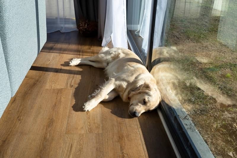 A golden retriever resting on vinyl floor near a large glass window