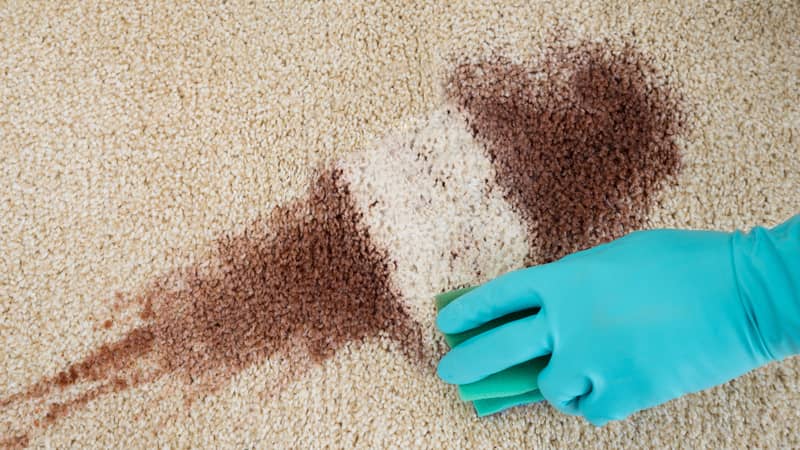 High angle view of hand cleaning stain from the carpet